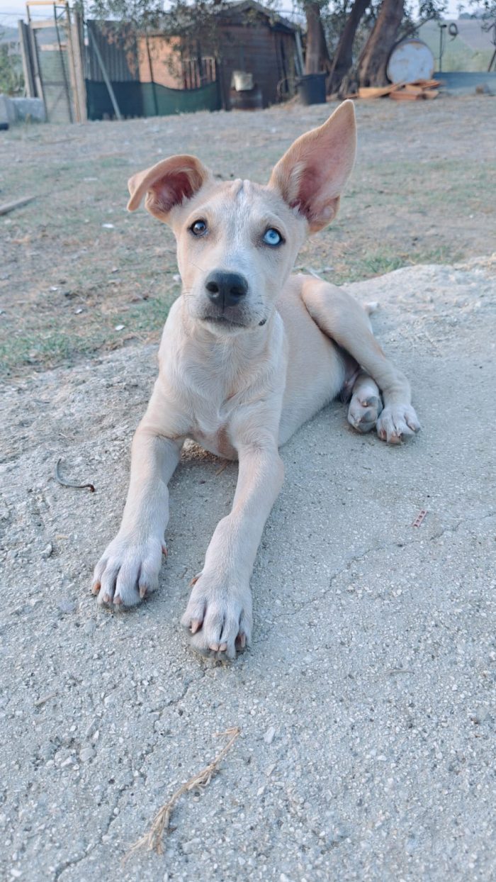 Lucio cucciolo di 3 mesi