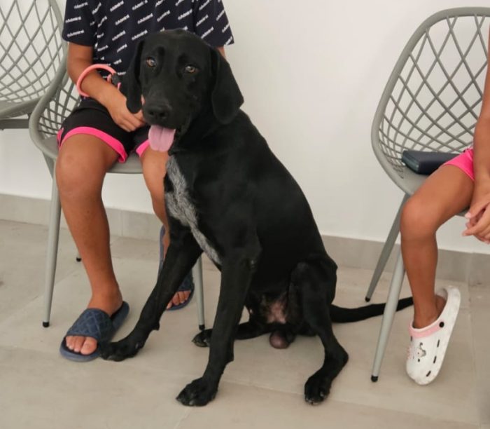 Massy: splendido cucciolone dolcissimo con tutti - media 10
