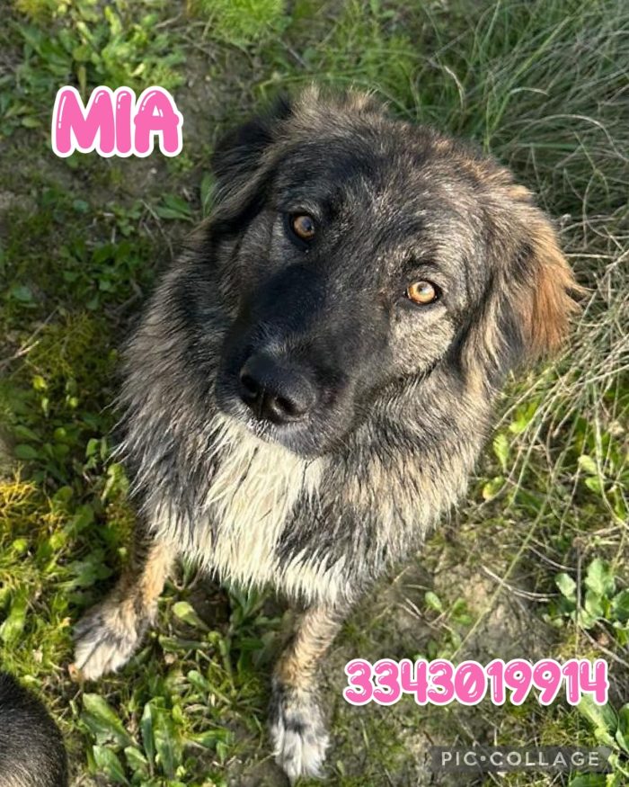 Mia aspetta la sua dolce famiglia - media 8