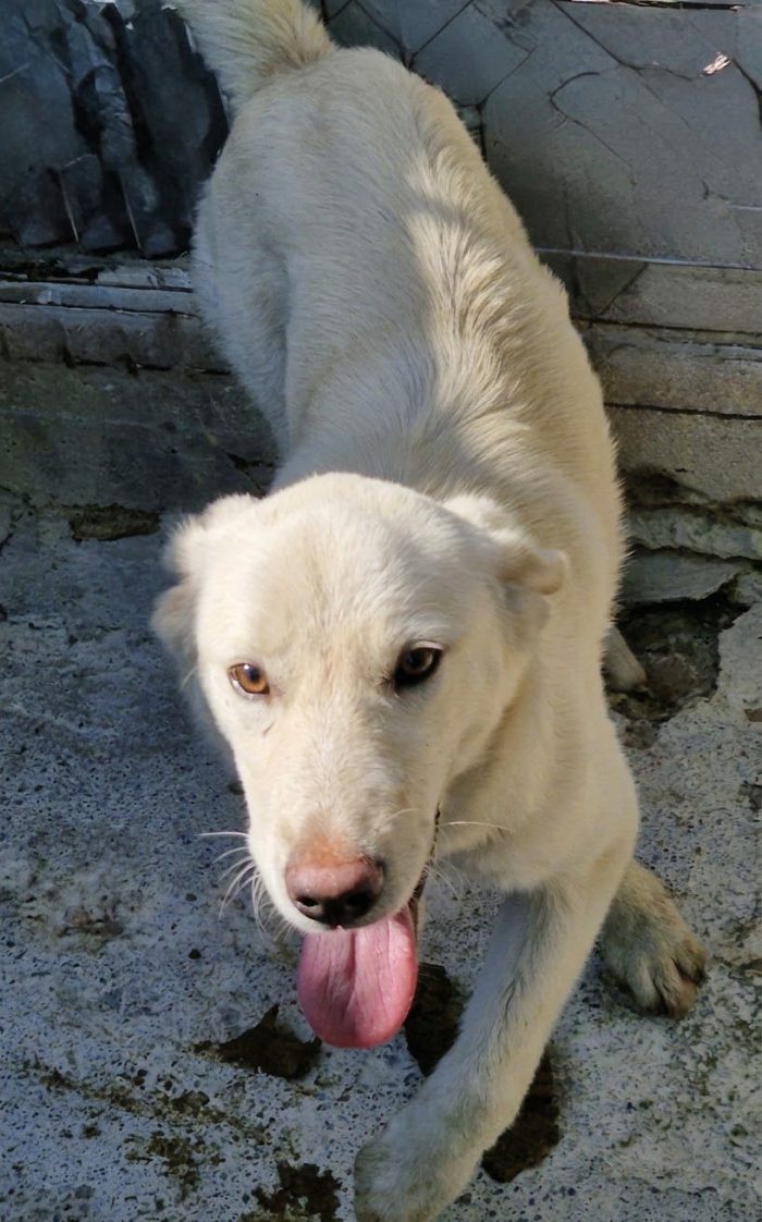 HA SOLO 5 MESI. NON FACCIAMOLO CRESCERE IN CANILE.