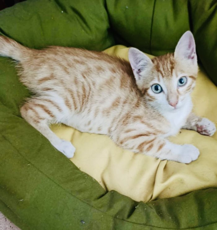 Gattino 4 mesi buono