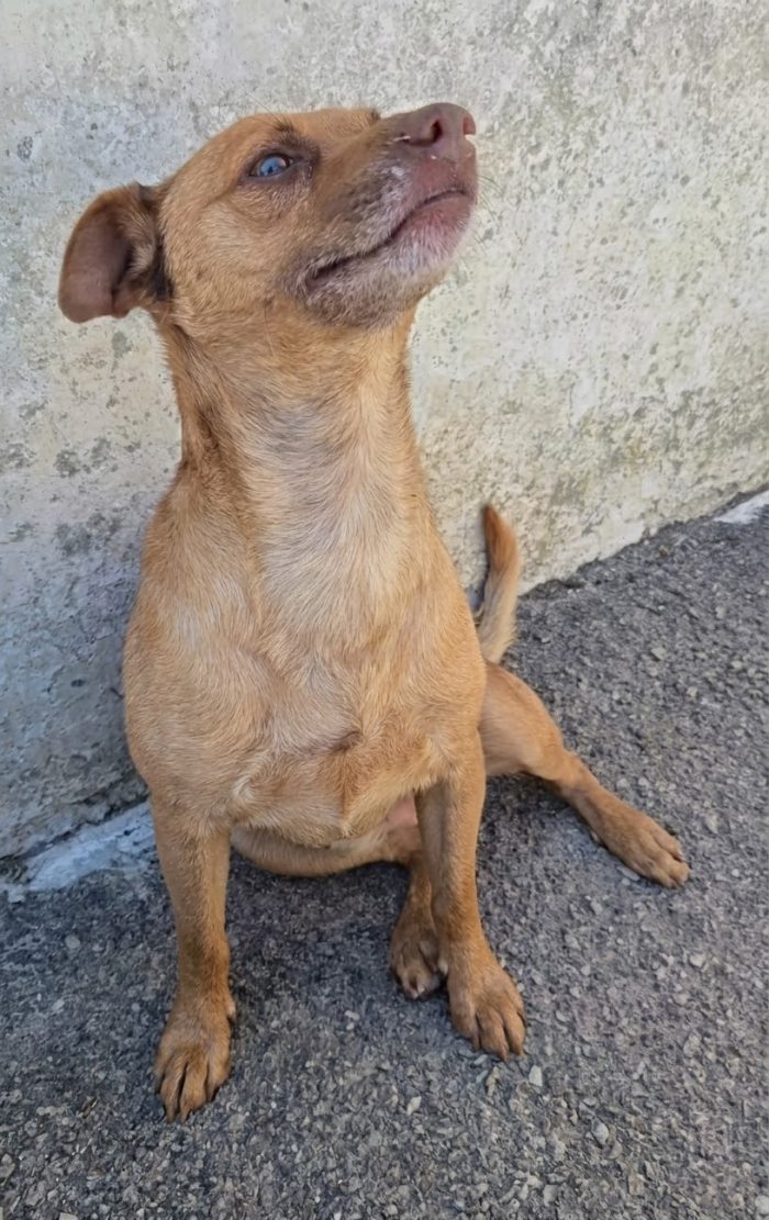 Otto il simpaticone