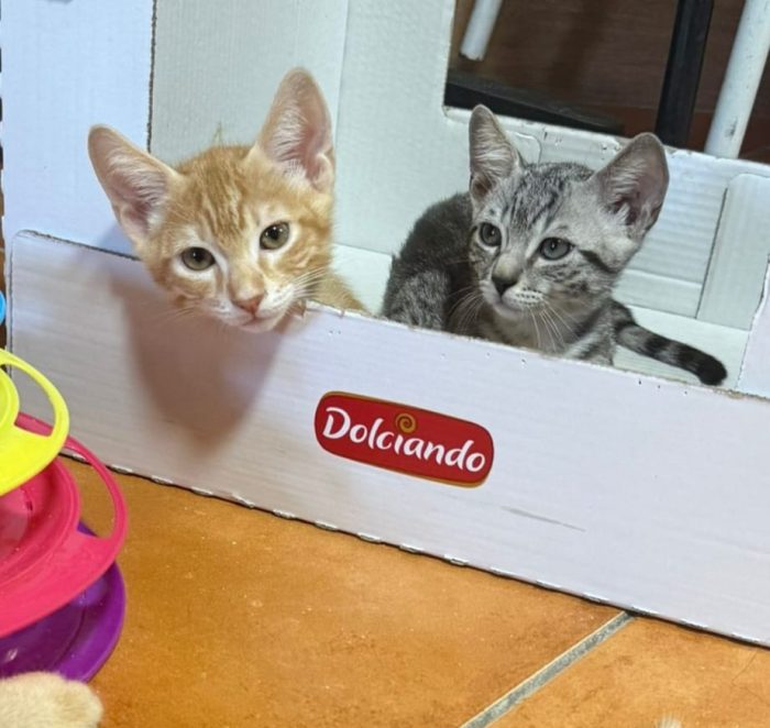 Quattro angioletti, adozione del cuore - media 6