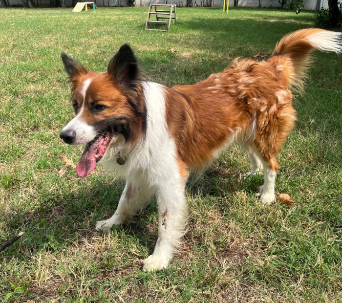 CHARLIE BORDER COLLIE