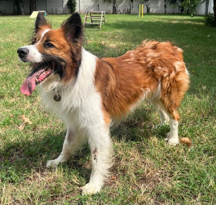 CHARLIE BORDER COLLIE