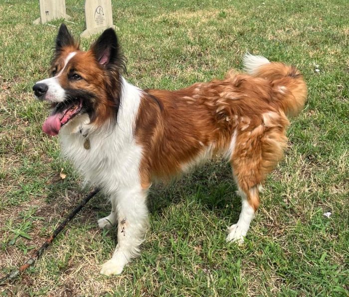 CHARLIE BORDER COLLIE