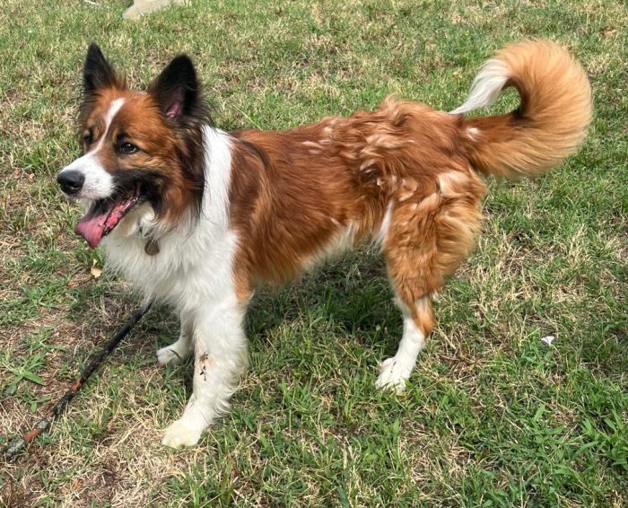 CHARLIE BORDER COLLIE - media 4