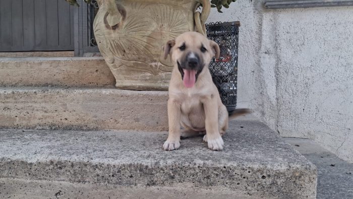 Cucciole femmine