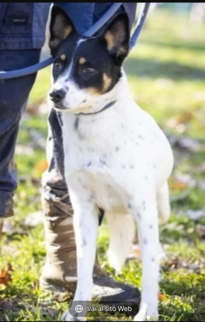 Bella sui 5anni medio piccola nessuno l ha salvata,in canile da molto.VARESE