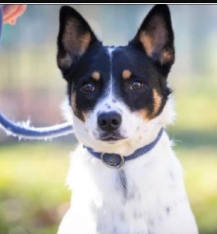 Bella sui 5anni medio piccola nessuno l ha salvata,in canile da molto.VARESE