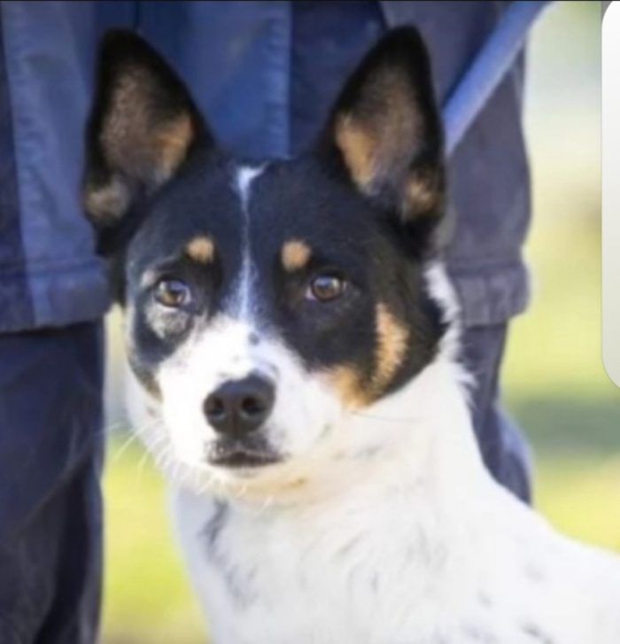 Bella sui 5anni medio piccola nessuno l ha salvata,in canile da molto.VARESE - media 5