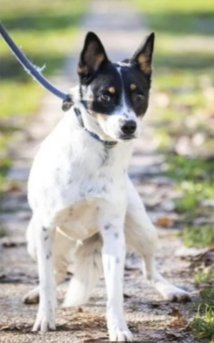 Bella sui 5anni medio piccola nessuno l ha salvata,in canile da molto.VARESE - media 4