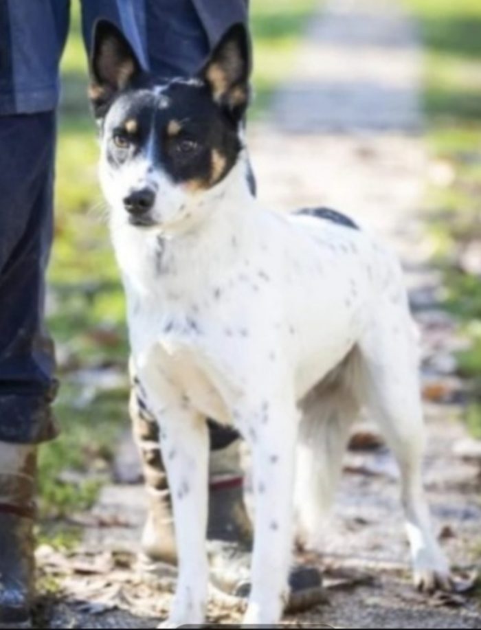 Bella sui 5anni medio piccola nessuno l ha salvata,in canile da molto.VARESE
