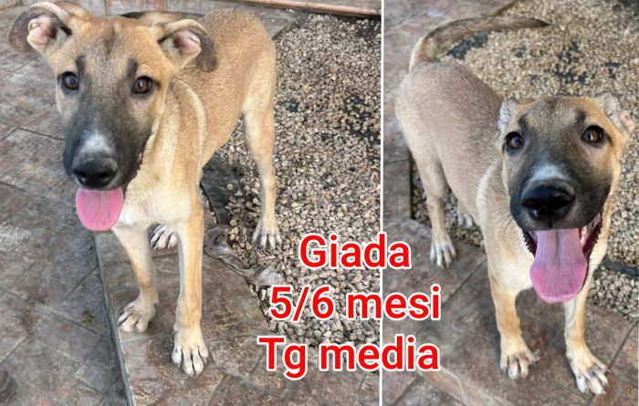 Emergenza cucciolotti