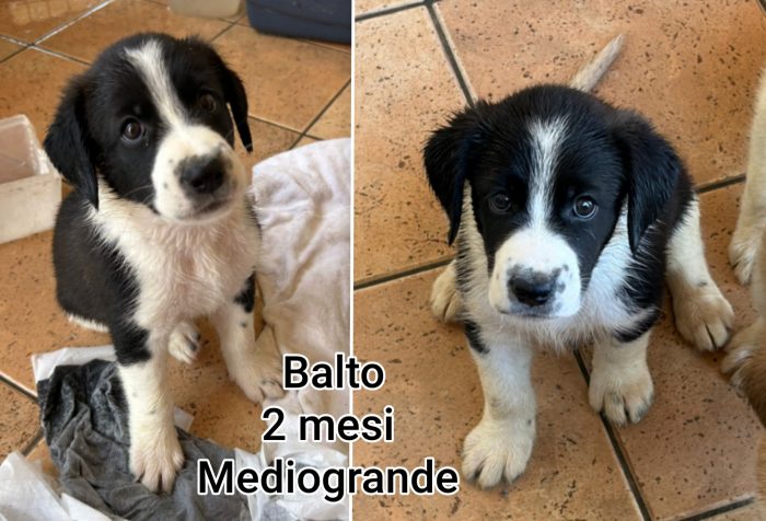 Emergenza cucciolotti - media 4