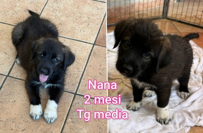 Emergenza cucciolotti - media 7