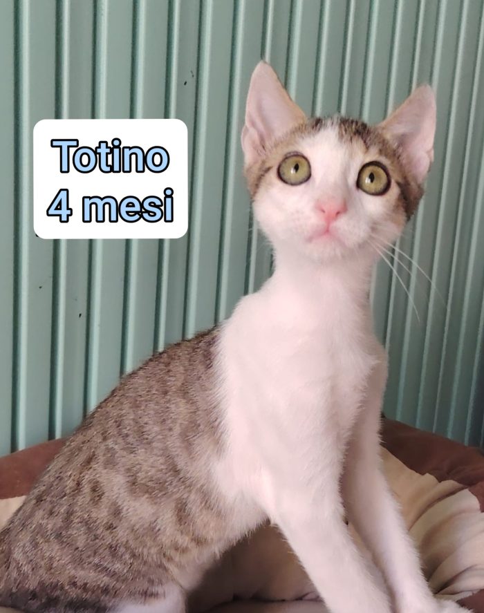 Siamo sommerse dai gattini