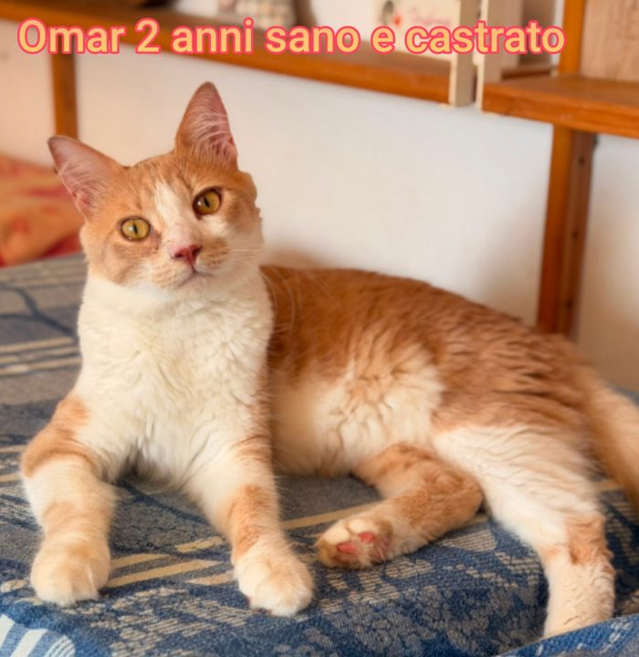 Siamo sommerse dai gattini - media 7