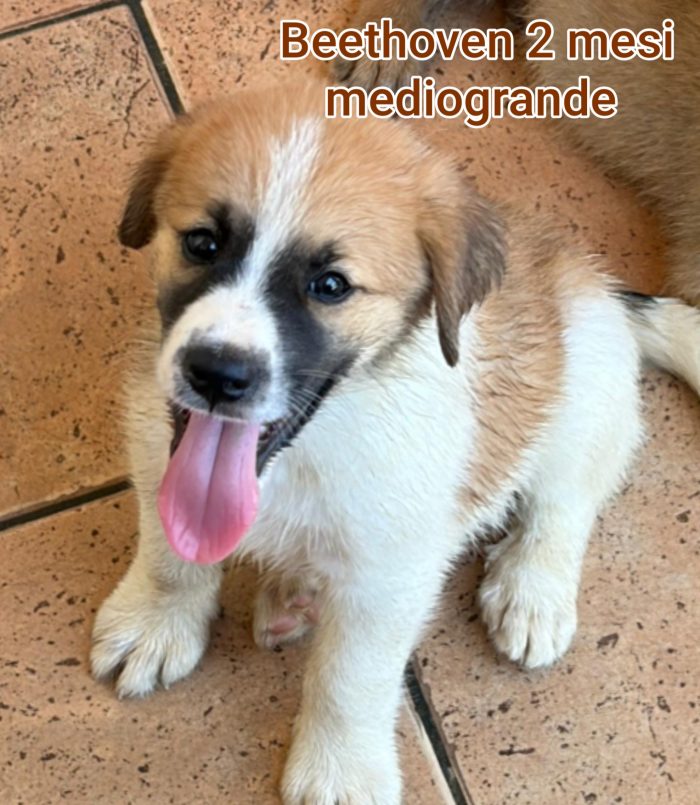 Il rifugio è pieno di cuccioli
