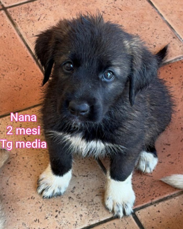 Il rifugio è pieno di cuccioli