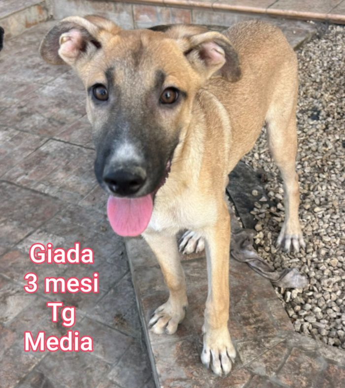 Il rifugio è pieno di cuccioli - media 4