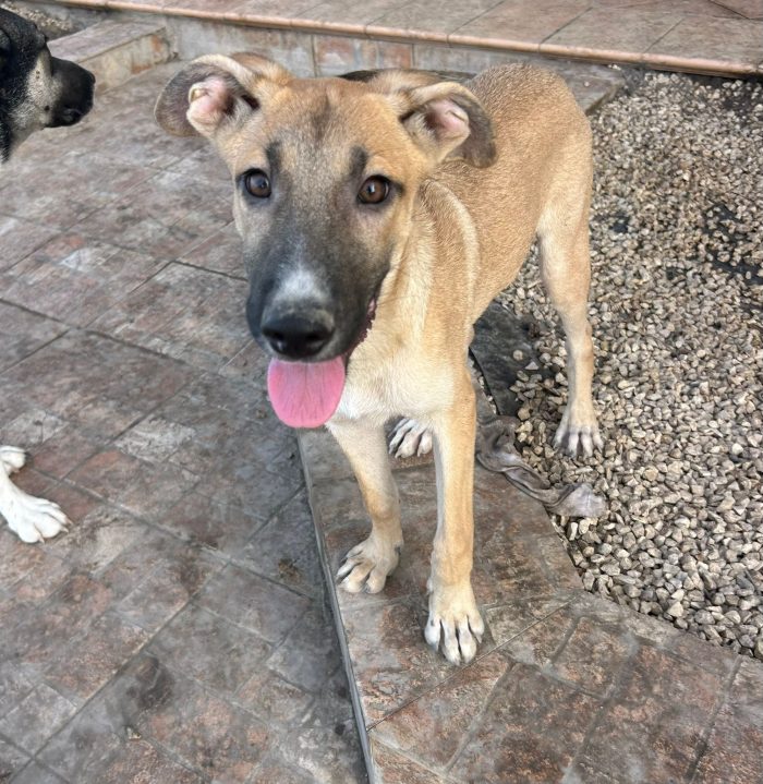 Giada, cucciola esclusa da tutti