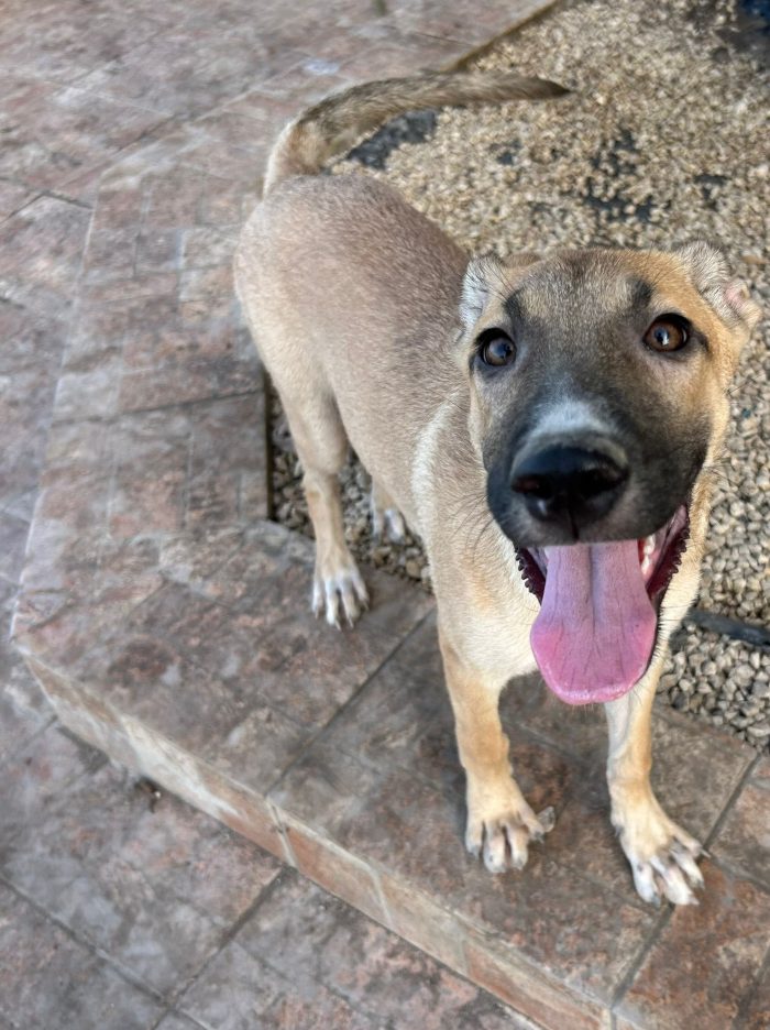 Giada, cucciola esclusa da tutti - media 5