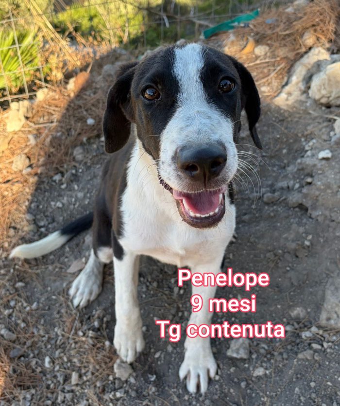 Canini cercano casa
