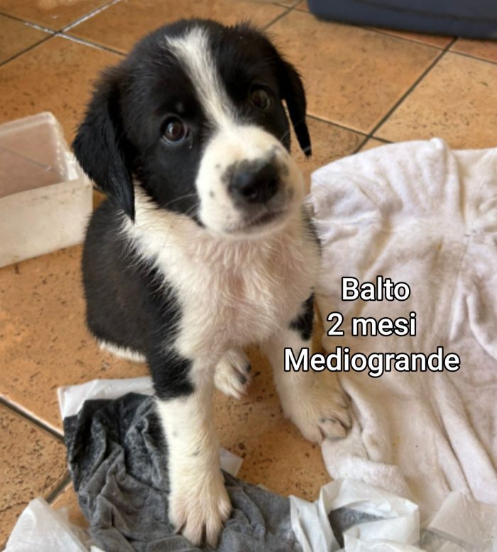 Cuccioli buttati a morire