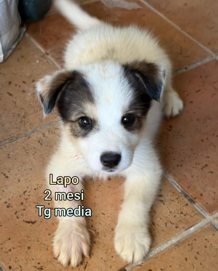 Cuccioli buttati a morire