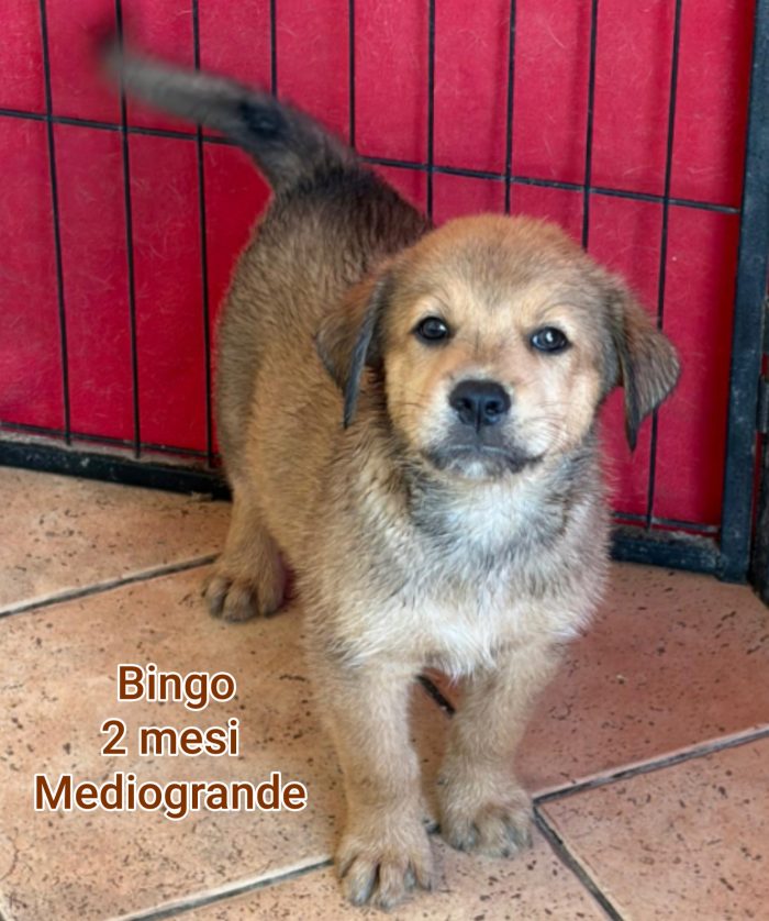 Cuccioli buttati a morire