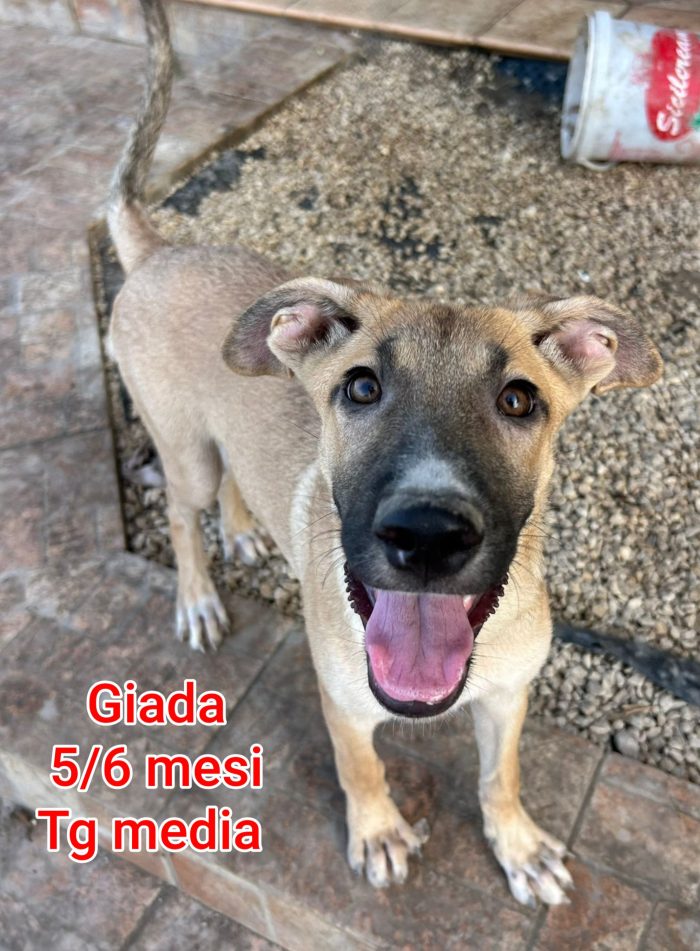 Cuccioli buttati a morire - media 5