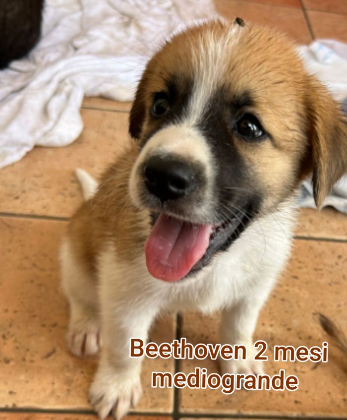 Cuccioli buttati a morire - media 6