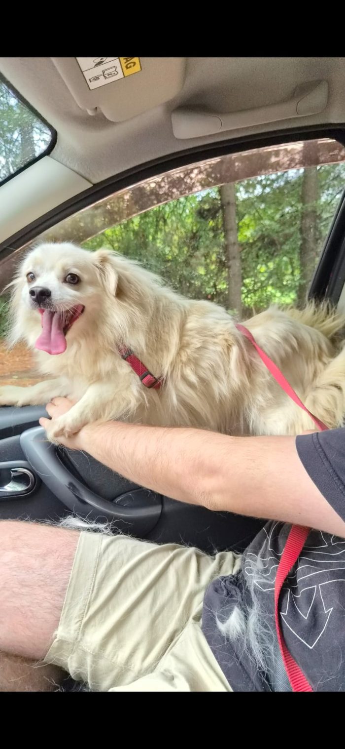 Cooki, tenero e affettuoso simil volpino