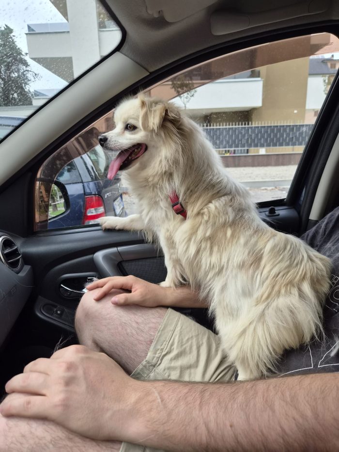 Cooki, tenero e affettuoso simil volpino