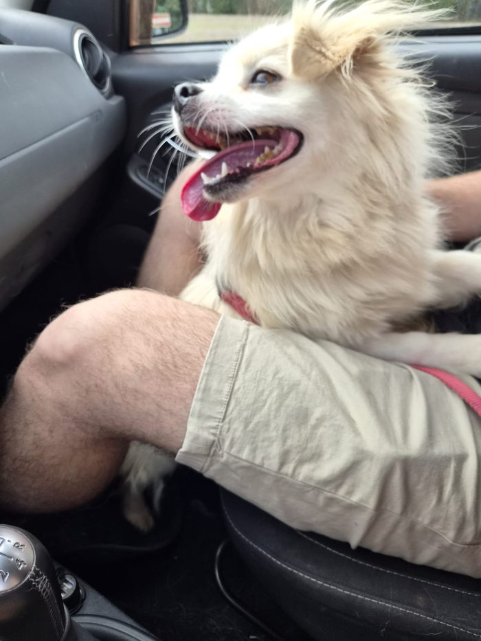 Cooki, tenero e affettuoso simil volpino - media 5