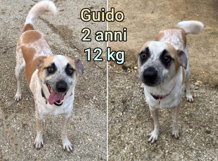 Piccoli cani vittime dell'abbandono