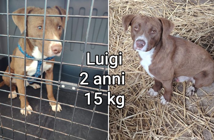 Piccoli cani vittime dell'abbandono - media 6