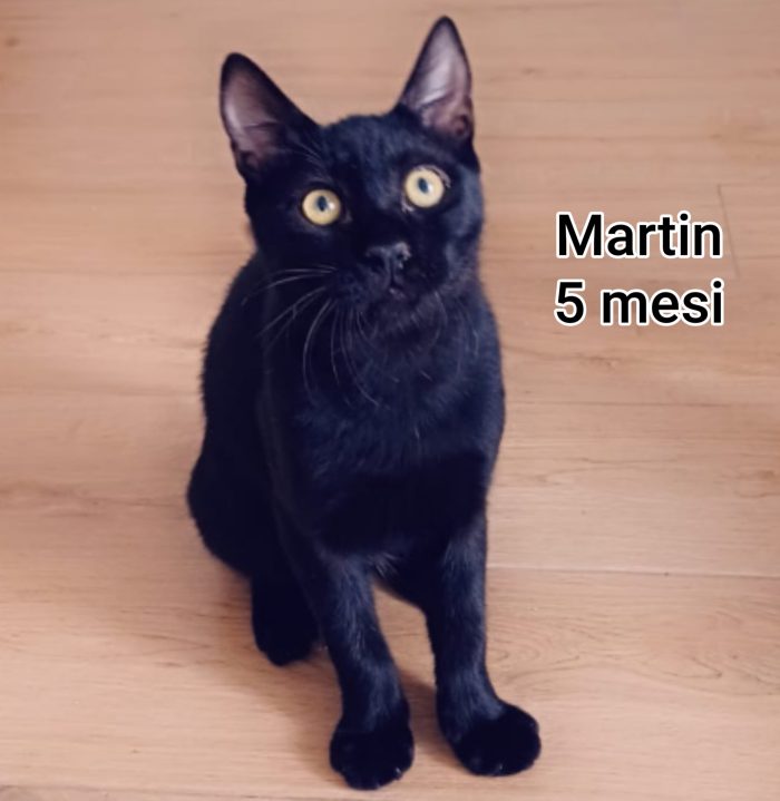 Tanti gattini soli