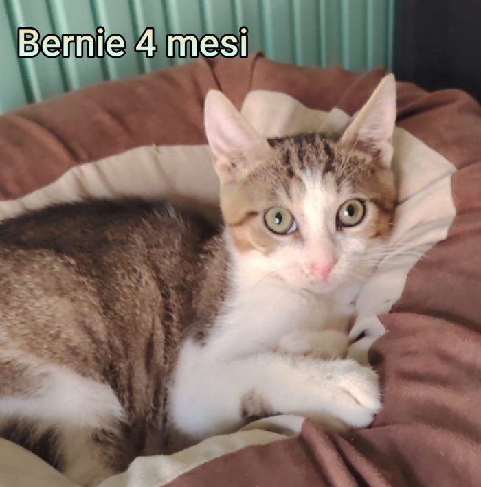 Tanti gattini soli