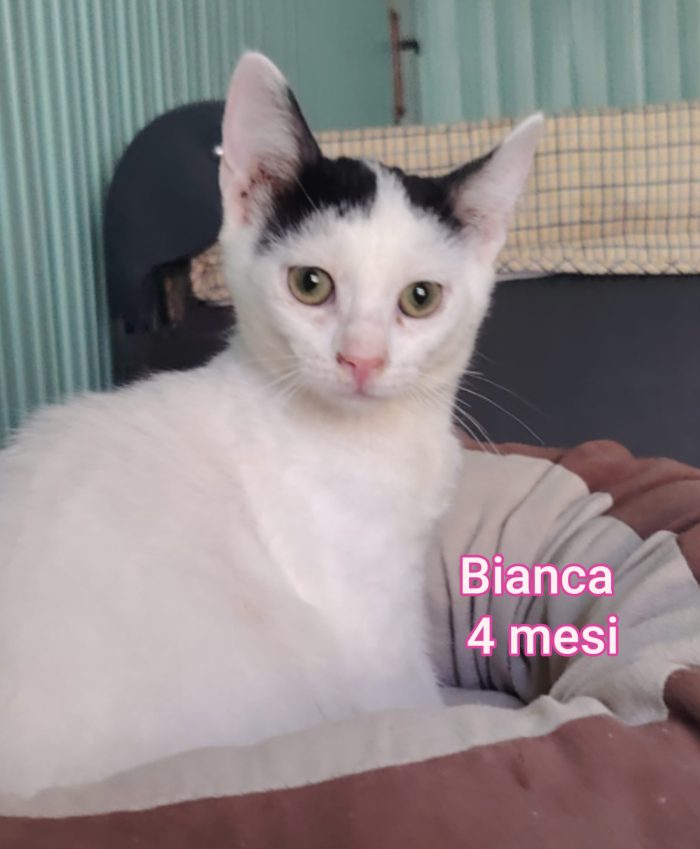 Tanti gattini soli