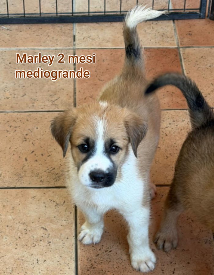 Tanti cuccioli soli in rifugio