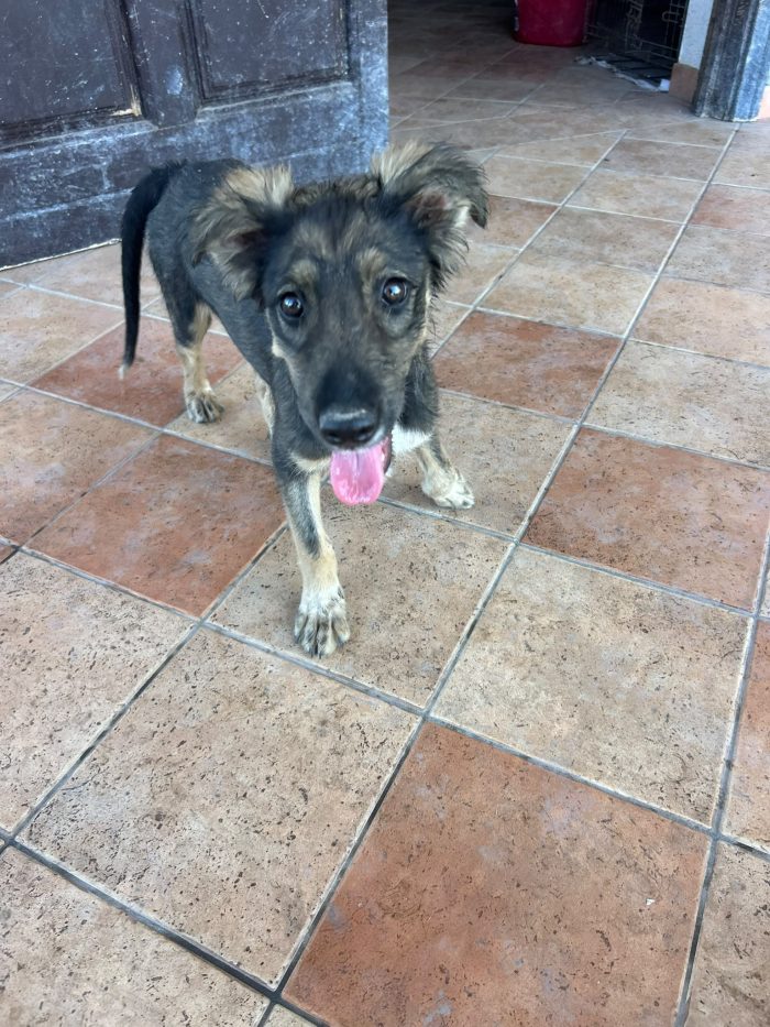 Greta: cucciola ignorata e sola