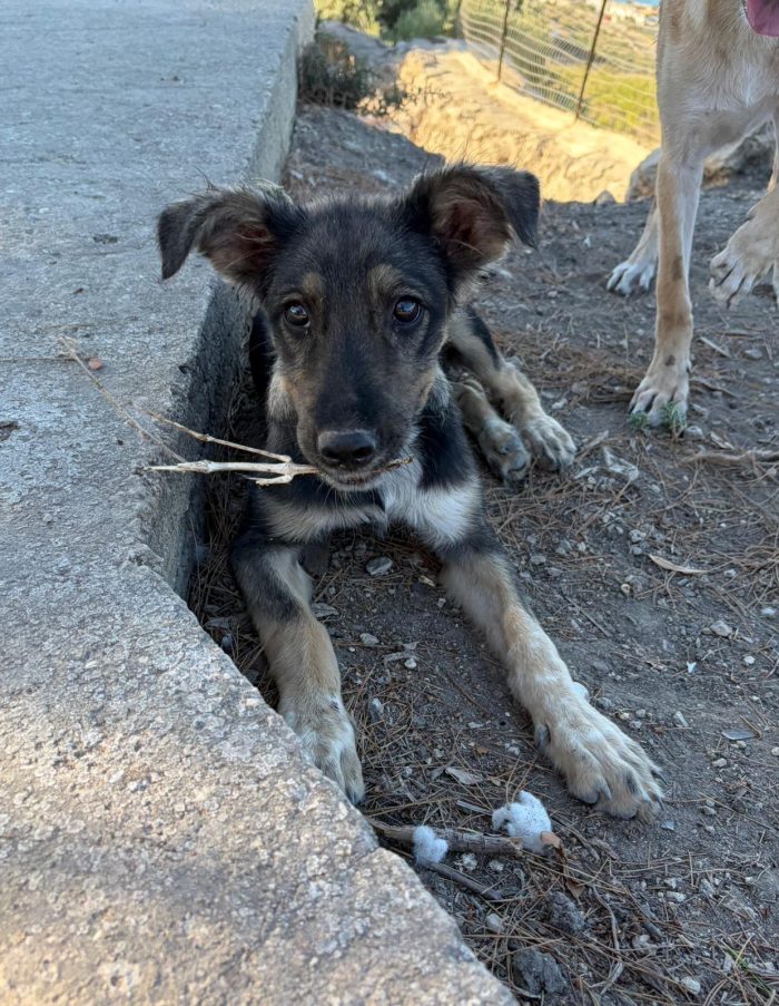 Greta: cucciola ignorata e sola - media 5