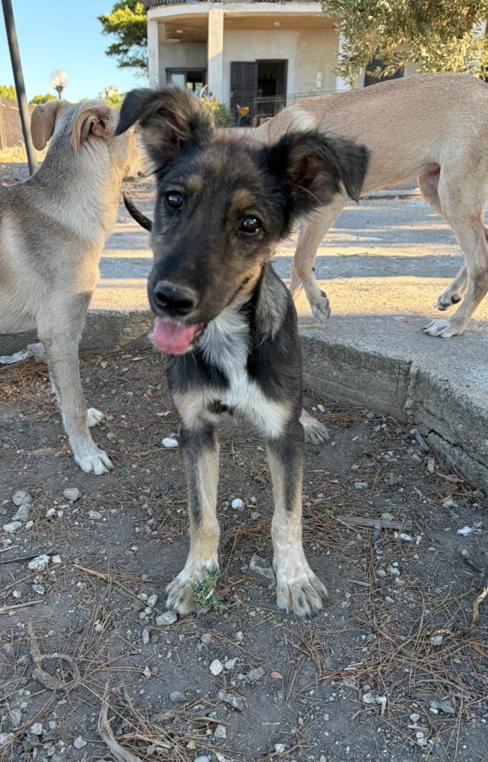 Greta: cucciola ignorata e sola - media 4
