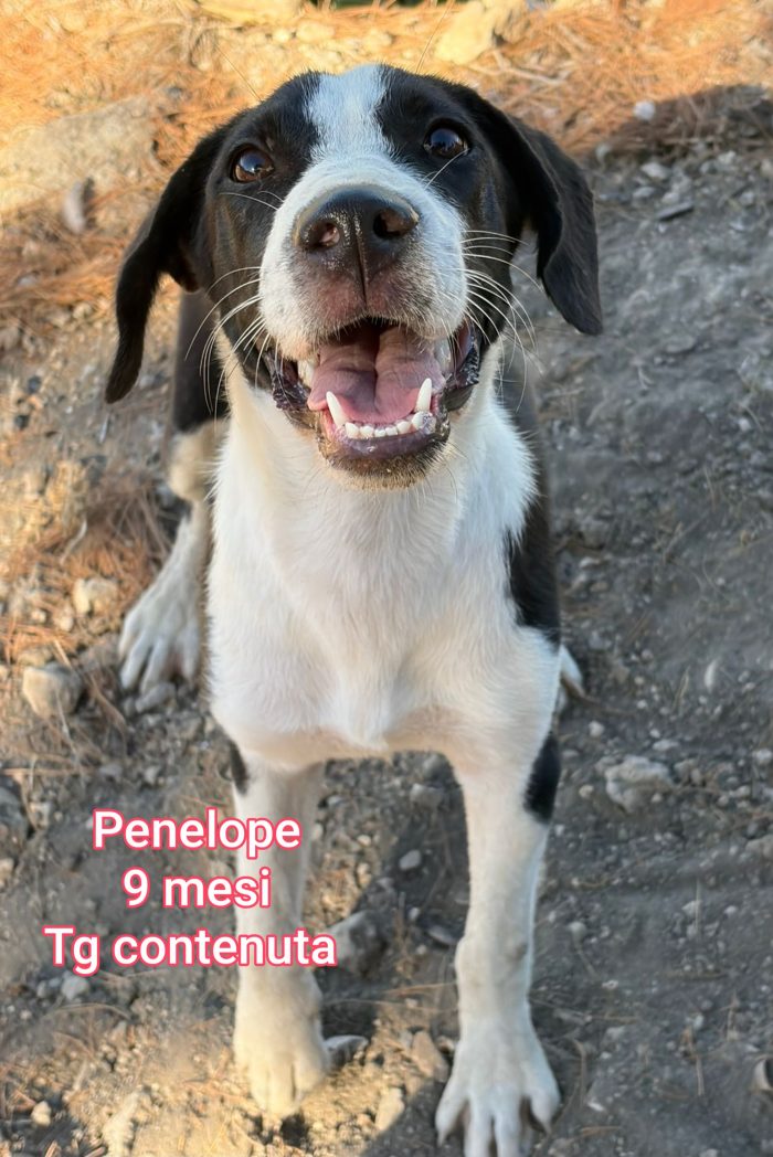 Taglie piccoline senz' amore