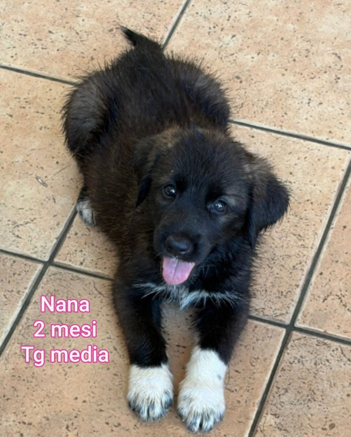 Ancora troppi cuccioli da salvare