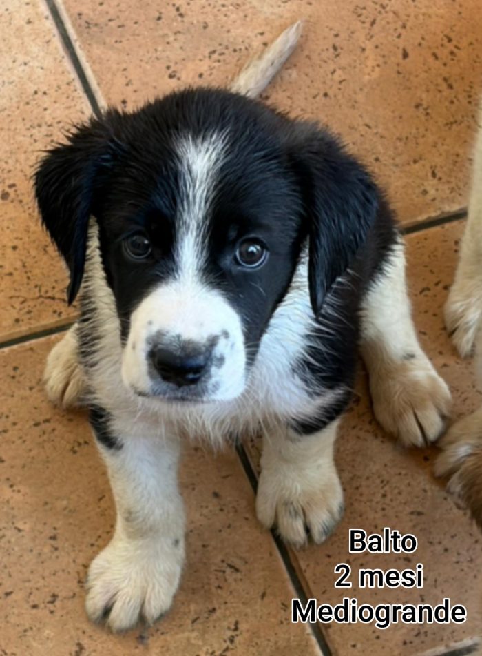 Ancora troppi cuccioli da salvare - media 8