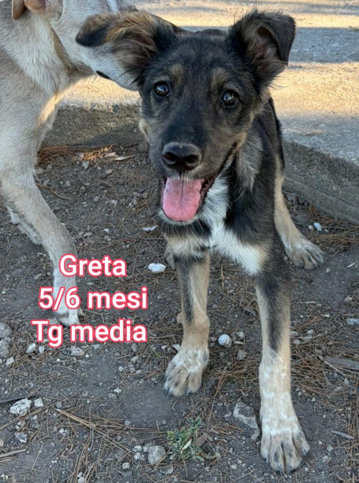 Ancora troppi cuccioli da salvare - media 9