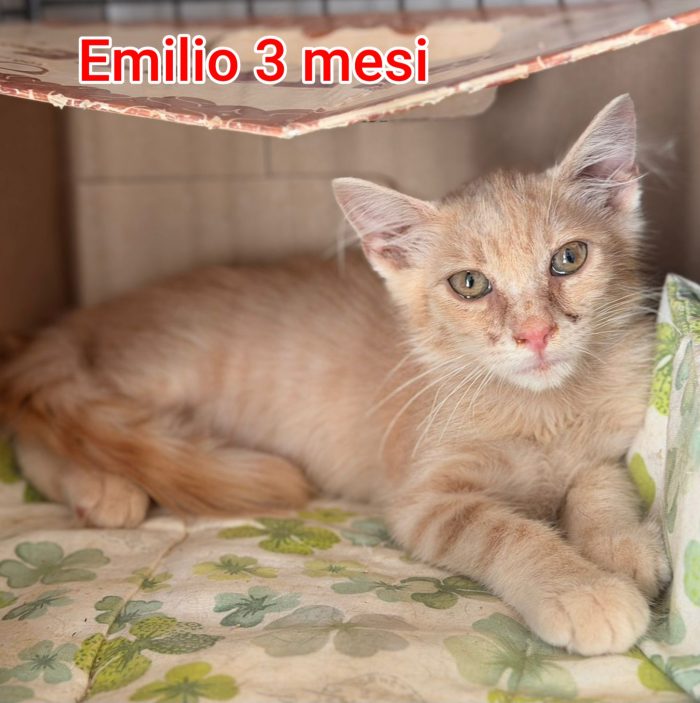ADOTTA UN GATTINO